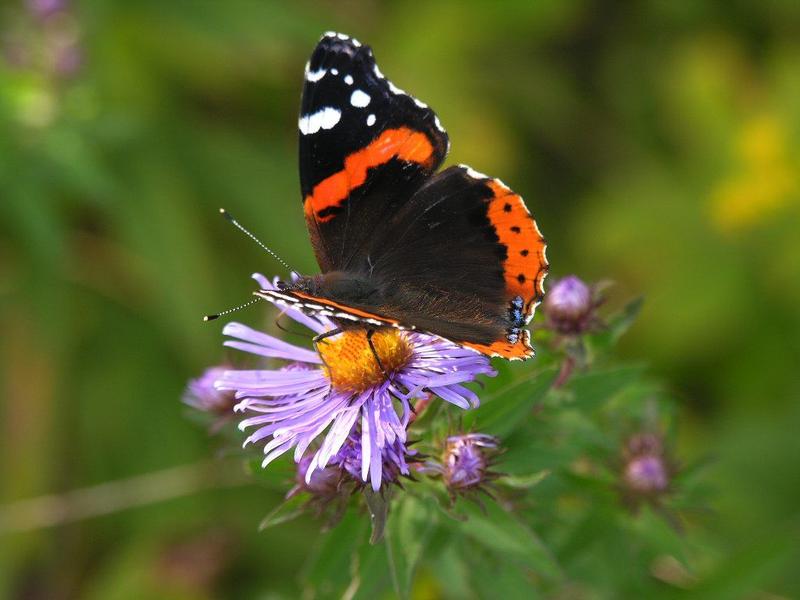8 Impressive Ways to Growing more in Your Garden Space butterfly