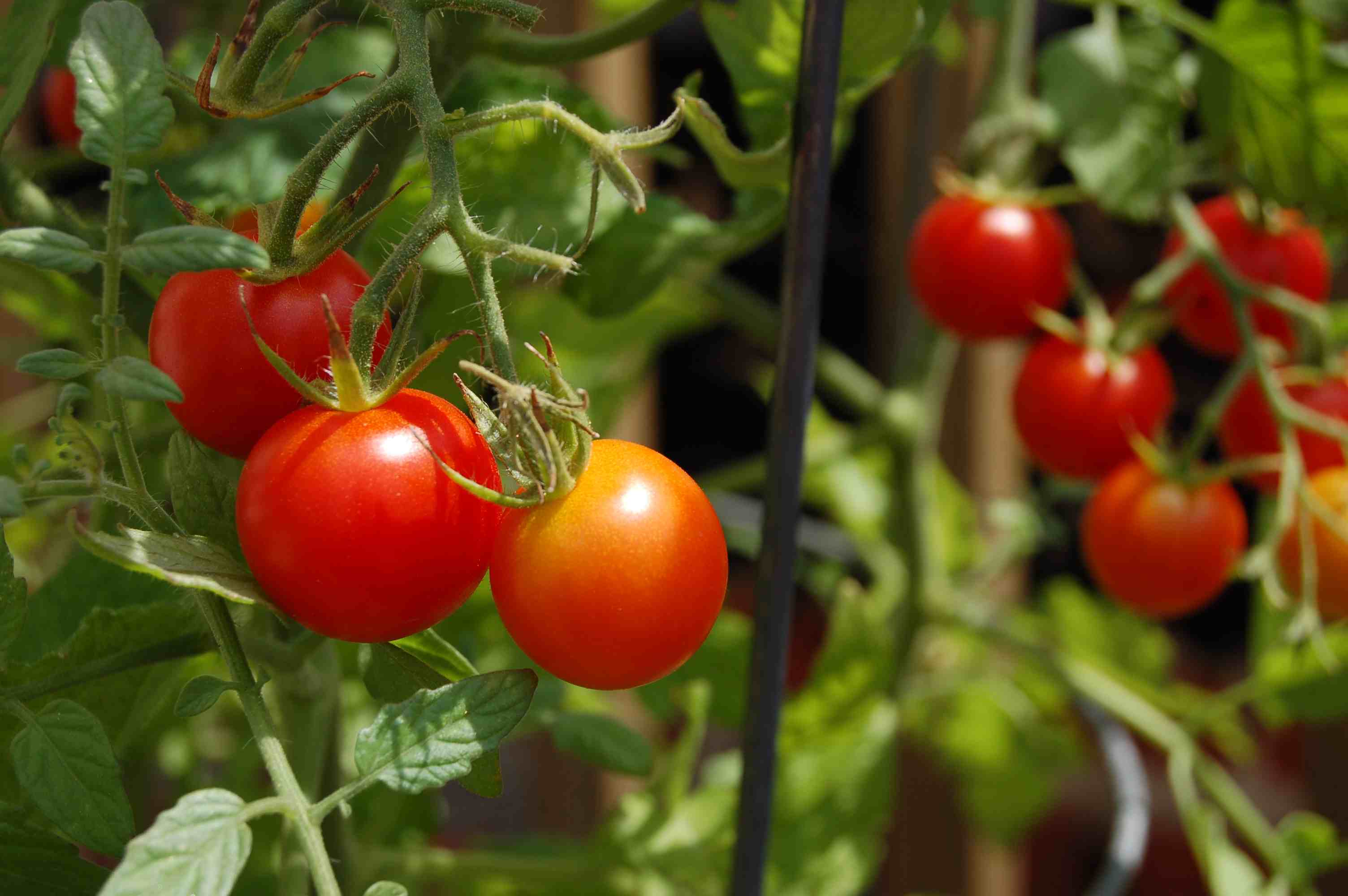 8 Impressive Ways to Growing more in Your Garden Space cherry tomatoes