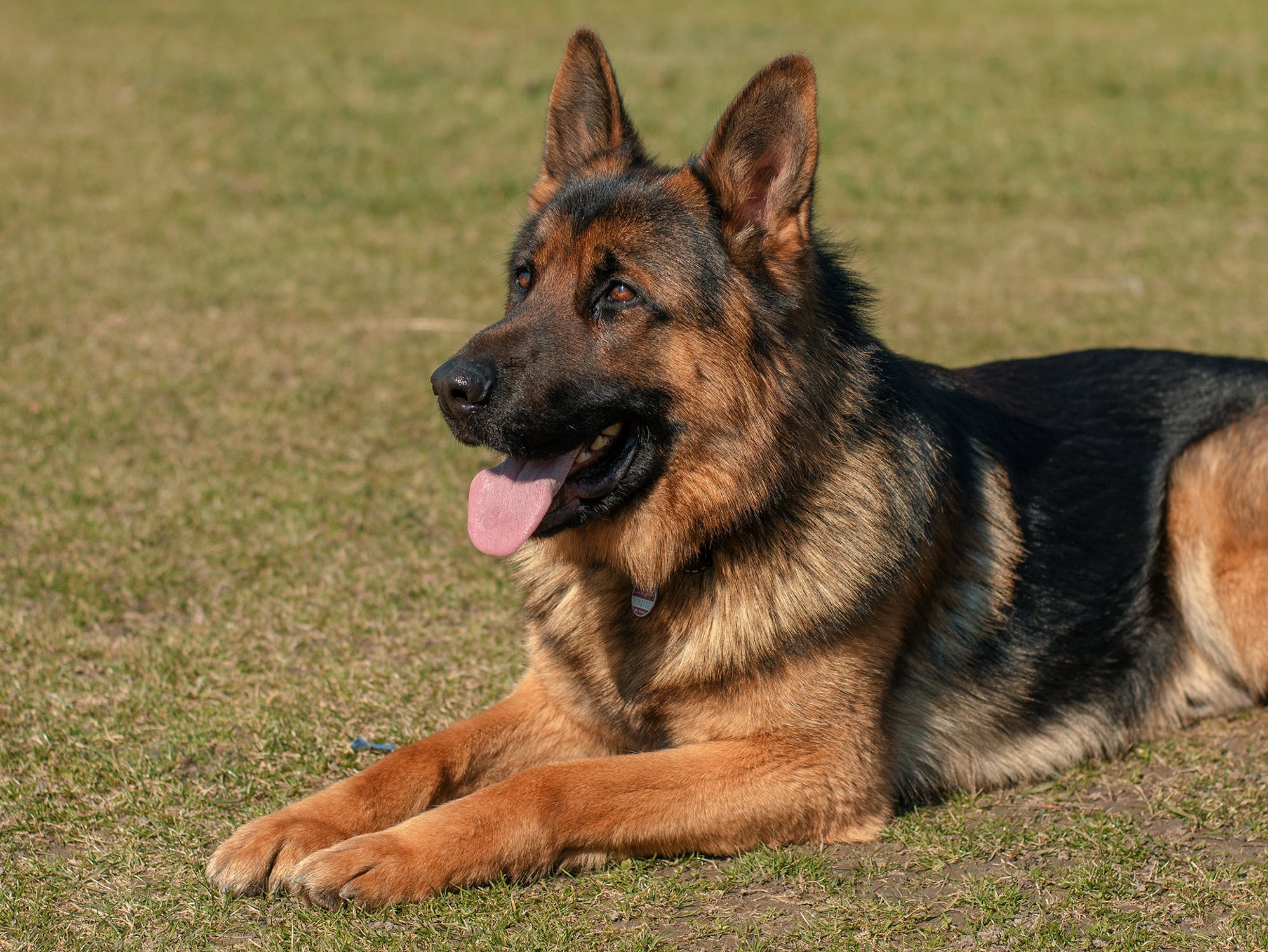 Dog Food Recall: What You Need To Know